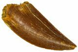 Serrated Raptor Tooth - Real Dinosaur Tooth #361021-1